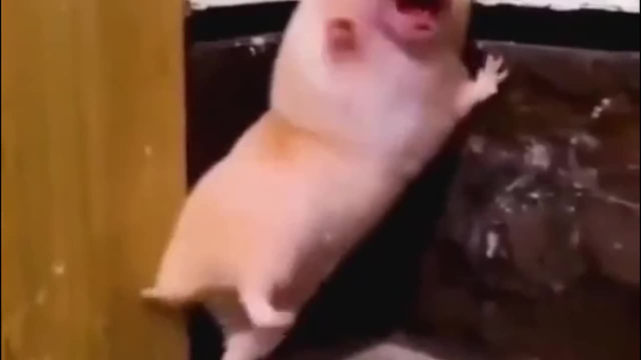 funny animals compilation#😘