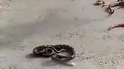 Cat and snake funny fight video