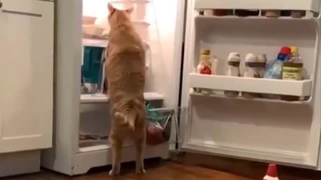 Funniest Animals of all time. funny cats and dogs compilation.