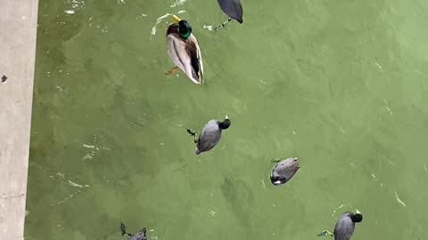 Hungry Ducks