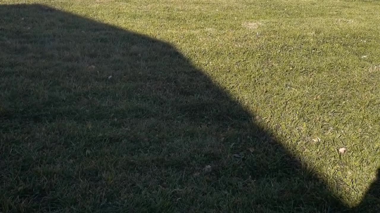 IN THE YARD WITH BERKELEY 11/17/23