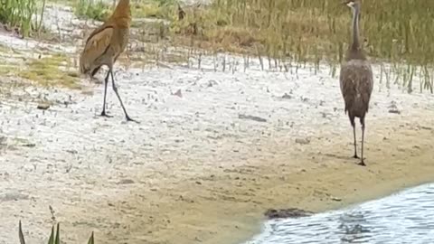 Sandhill cranes dancing