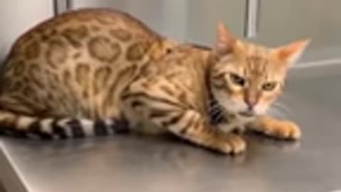 best funny animal vids!!!