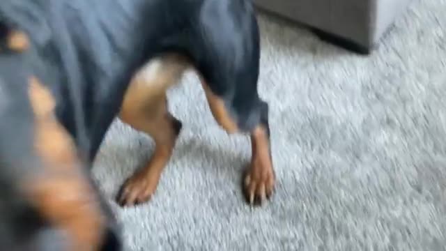 Kung Fu dog