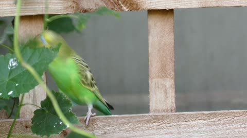 The beauty of the bird while eating