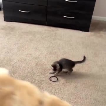 Don't mess with this kitty