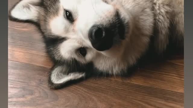 #nap #dog #dogsofinstagram #doglife #alaskanmalamute