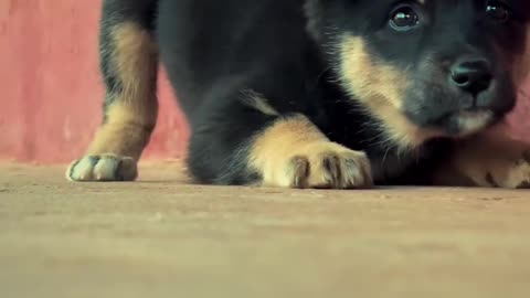 Cute 🥰 dog short video ll 2024