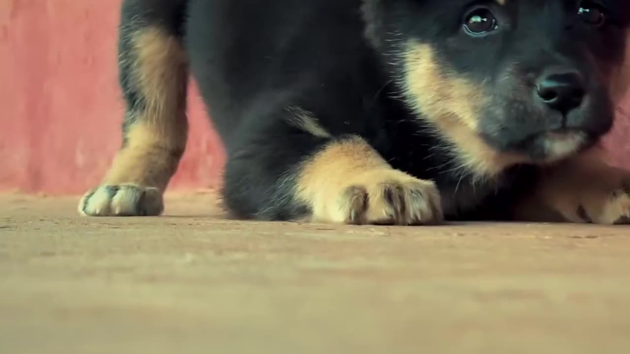 Cute 🥰 dog short video ll 2024