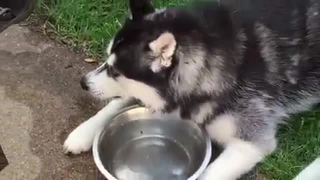 2 Huskies are filmed at their water bowls, and the female is hilarious