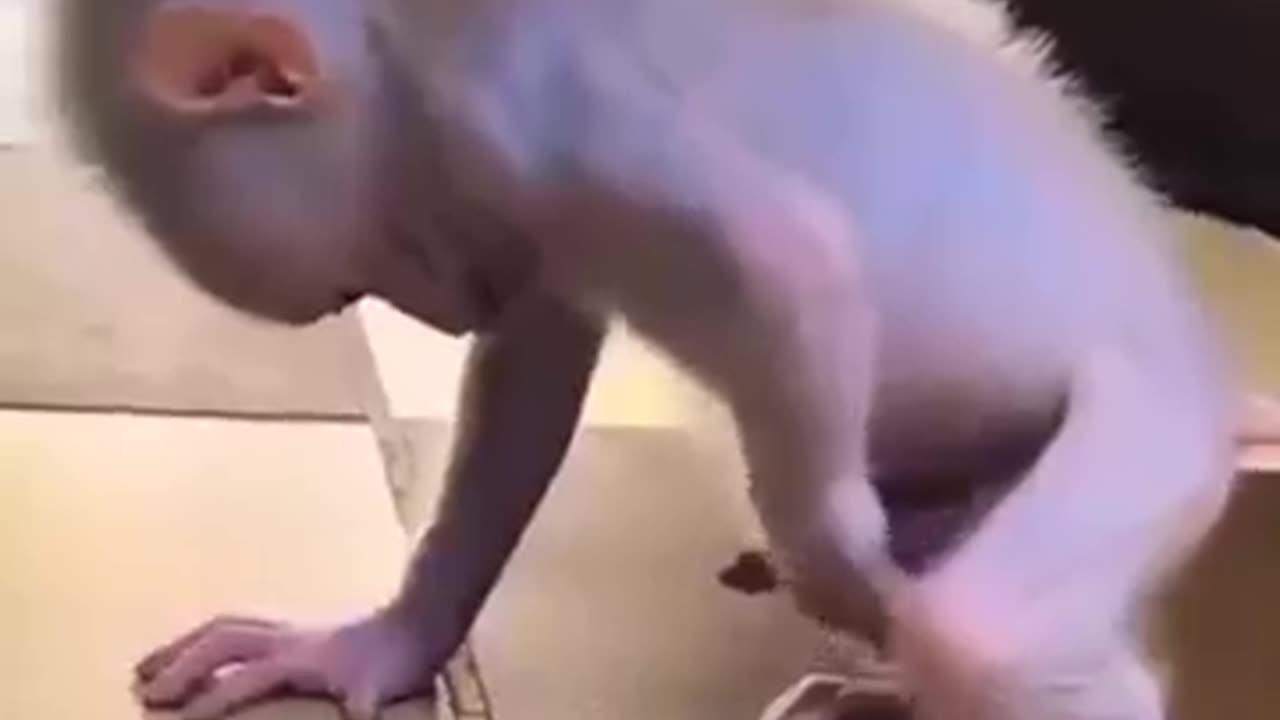 MONKEY BABY MUSTERBATING