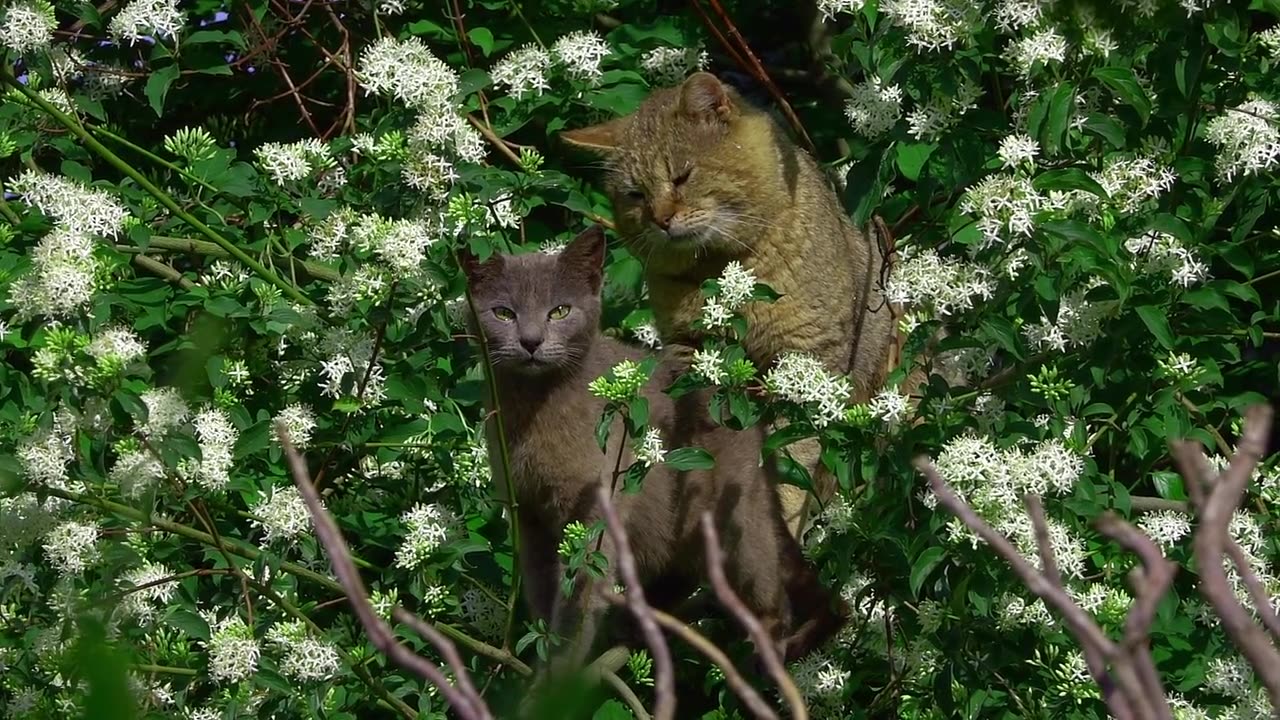 Arboreal Cats!