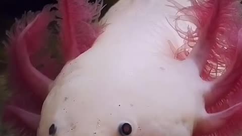 Mysterious Secrets Of The Mexican Walking Fish - Axolotl