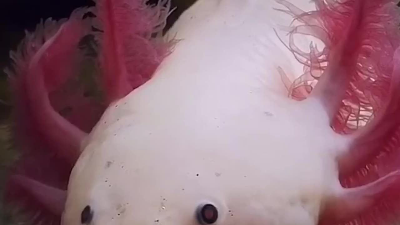 Mysterious Secrets Of The Mexican Walking Fish - Axolotl