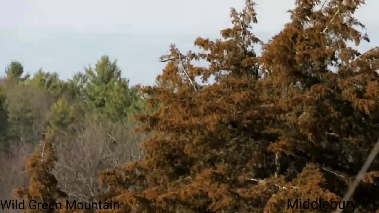 Harrier Chasing Crow - Middlebury VT