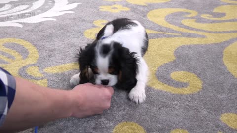 How Many Things Can you Teach your Puppy at Once-