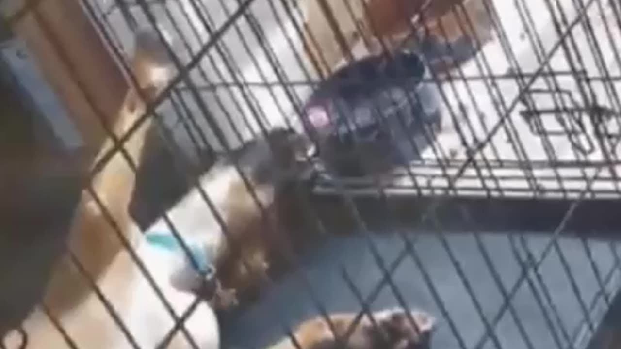 Cats and dogs funny fight | Funny Cats and dogs |