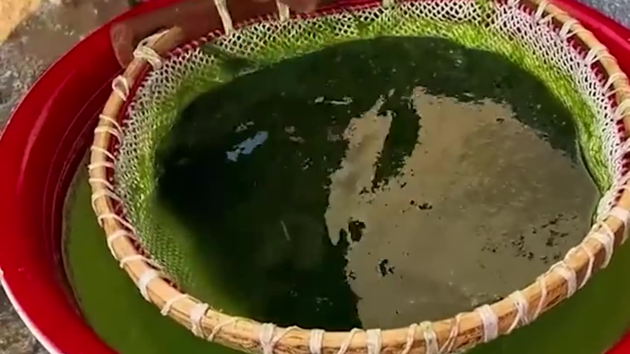How to Cook the Algae | Complete step by a Women Trending now