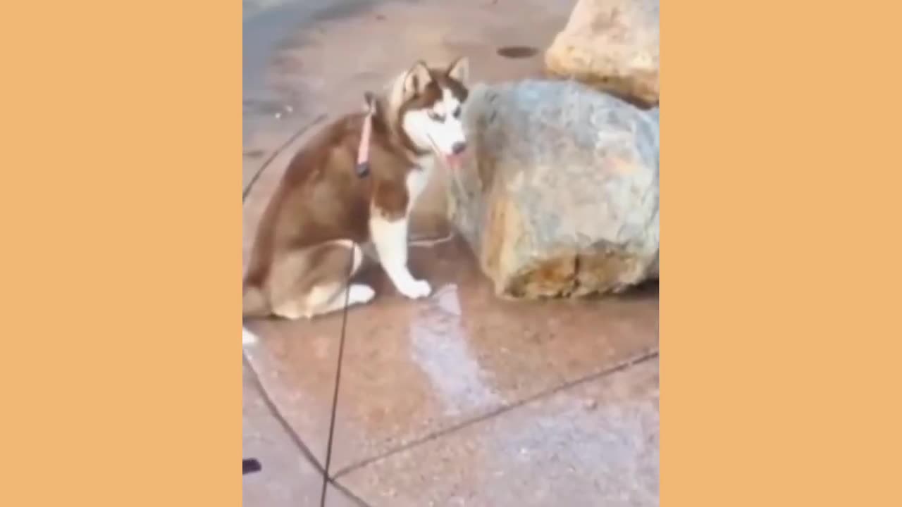 Funniest Cat And Dogs 😂 Funny Animal Videos 2023#33