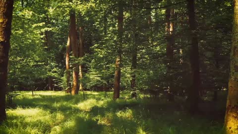 FOREST TREES 🎄🌴