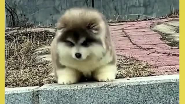 Exclusivo Para Amantes de Animais de Estimação: Excesso de Formosura! #shorts