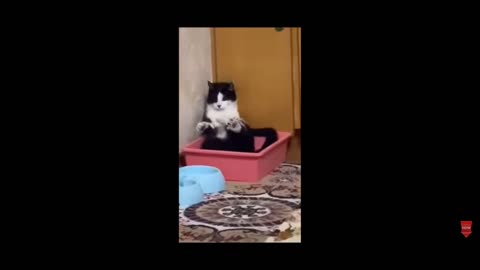 Funny animals video cats and dogs 2023#vairal