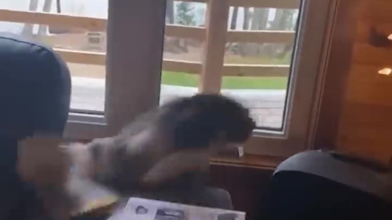 Funny Animal - Funny Cats And Dogs - Funny Animals Video 2023🤣