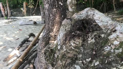 Oriental-pied hornbill #nest #hornbill #birds