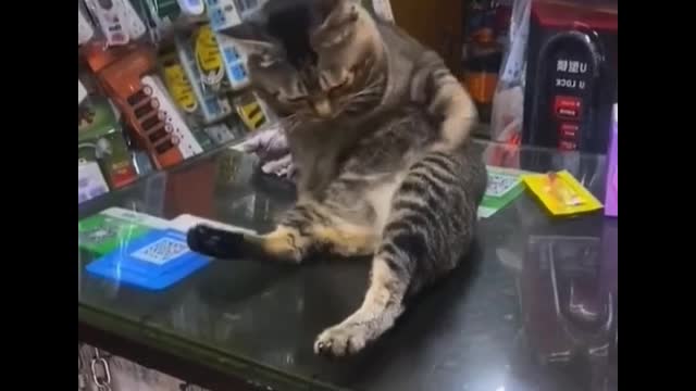 Funny cat moment