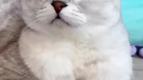 Funny cat