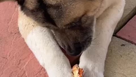 Akita eating a pizza