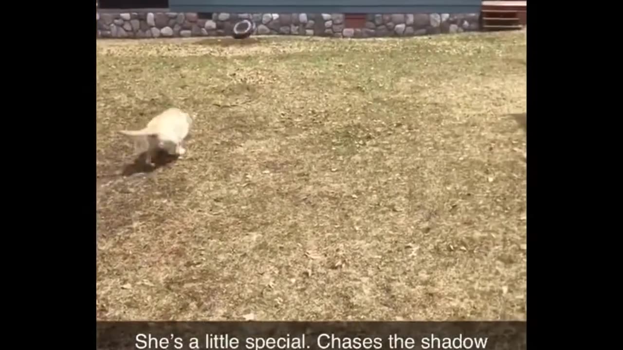 Funniest Animals 🐧 - Cutest Animals Ever