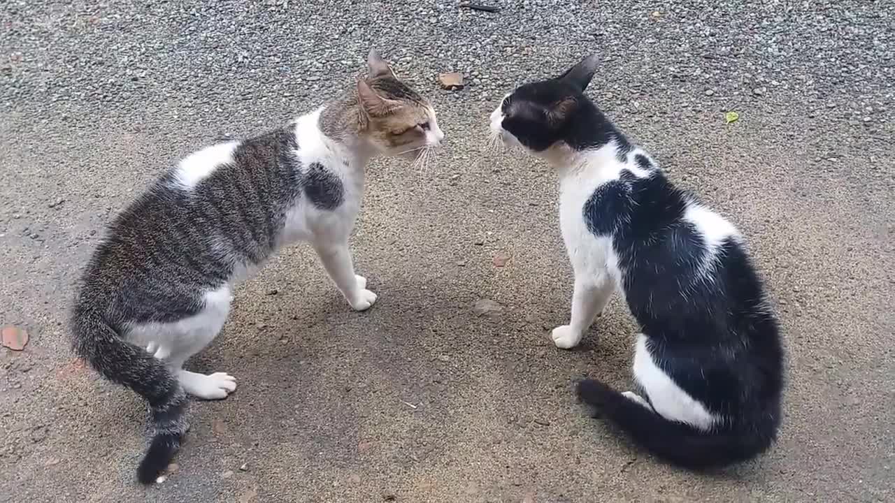 Cats Fighting with sound - Exclusive Video (Play with full sound)