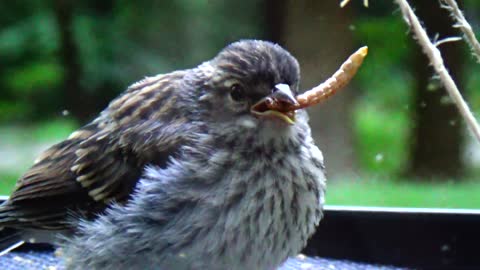 Baby Bluebirds Feeding