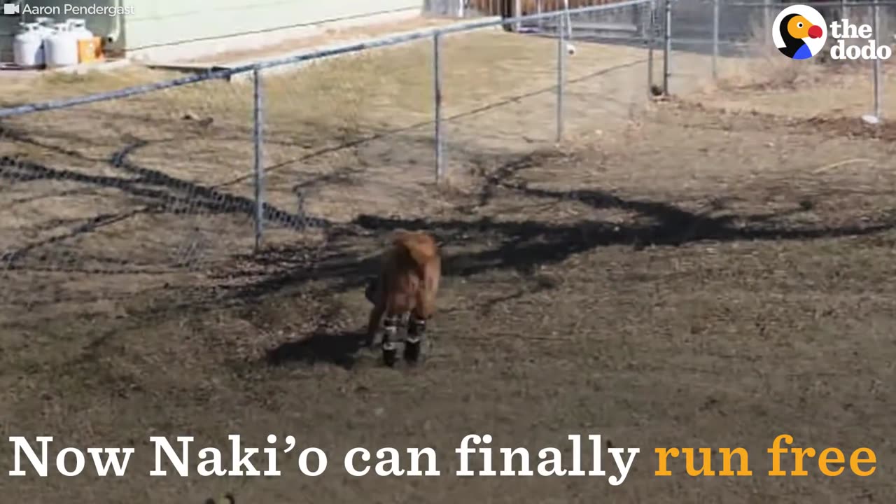 World's First Dog To Get 4 Prosthetic Legs Runs Free | The Dodo