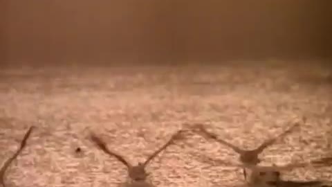 Supertramp - Free As A Bird