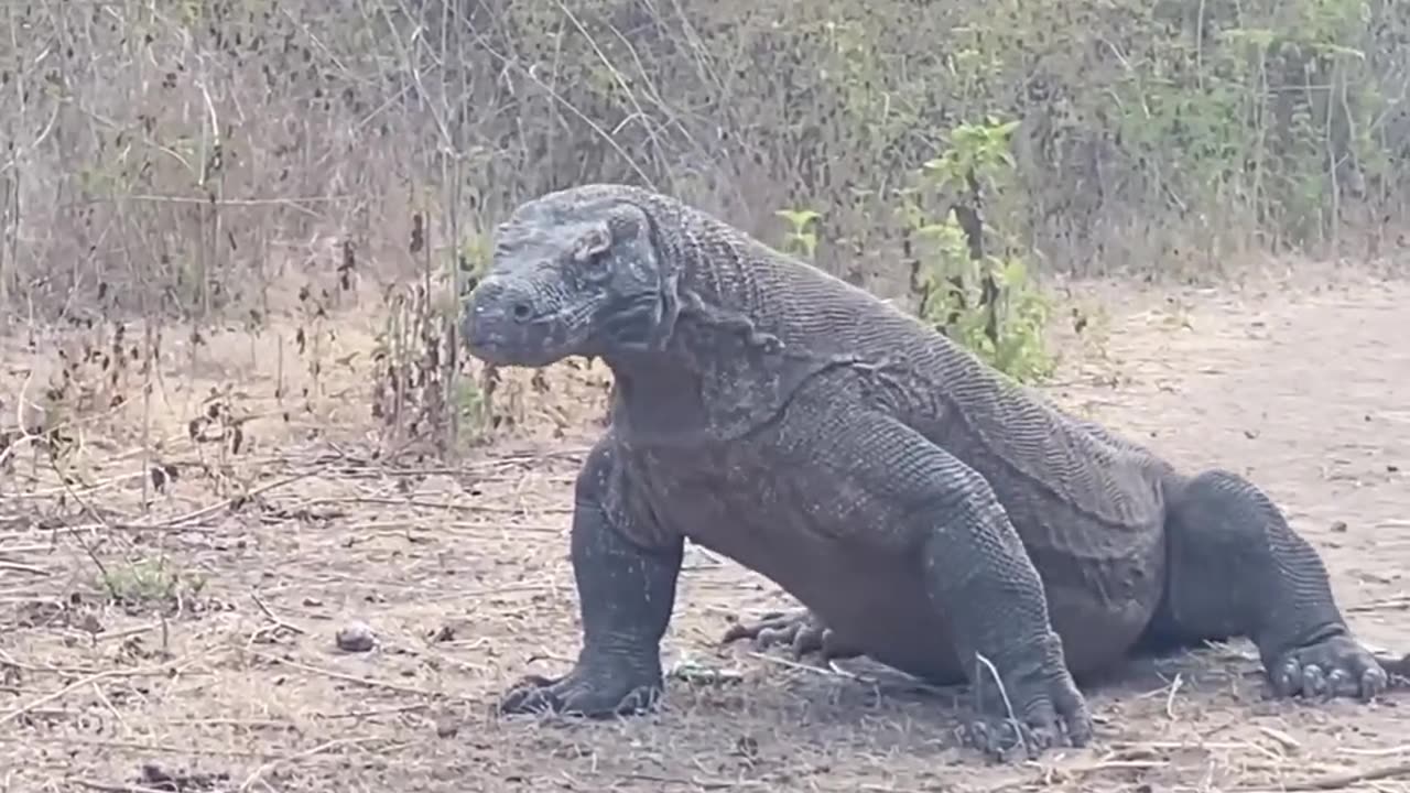 Komodo Dragon vs Goat you can't believe