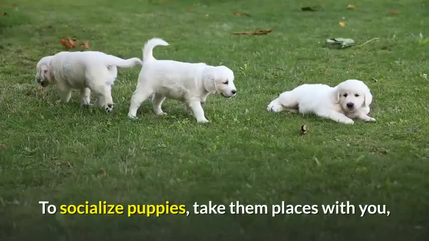 Little paws training