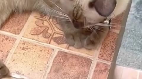 Funny cats