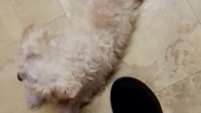 Sisters Dog 2022