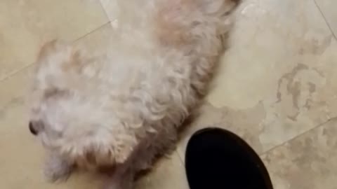 Sisters Dog 2022