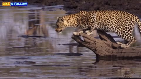 Leopard Learn How To Catch A fish |News Hub|