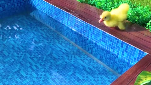 Monkey Baby Bon Bon oes to the toilet and plays with Ducklings in the swimming pool