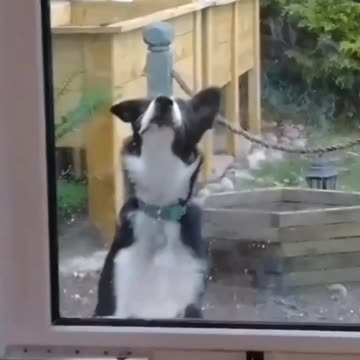 A GIGGLE FOR 2-26 -23 🤭WINDOW LICKER DOG BEING SPITEFUL
