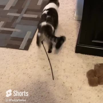 How to get even with pet parent? Buy noisy toy. #catshorts #cattoys