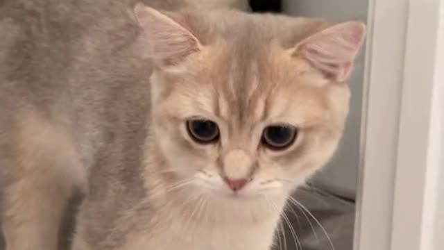 Hearing the voice before seeing the cat. Cash's still that loud trumpet😅