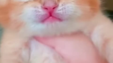 Baby cat crying