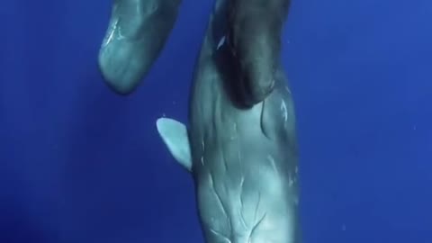 Sperm Whales Swimminga