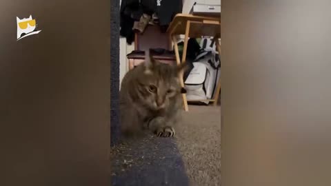 crazy cat