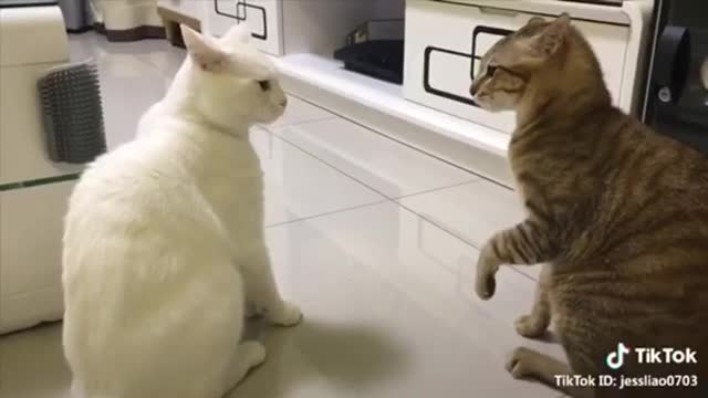 cats talking these cats can speak english better than hooman